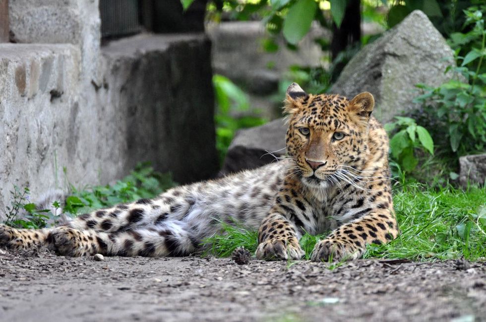 Leopard at Stralsund Zoo