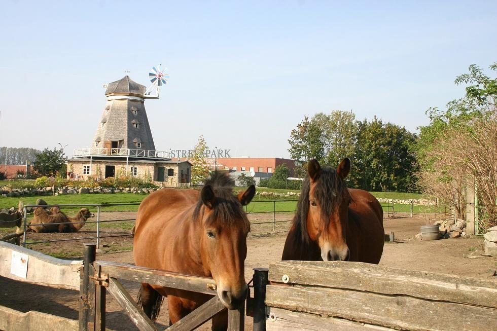 Horses at Stralsund Zoo