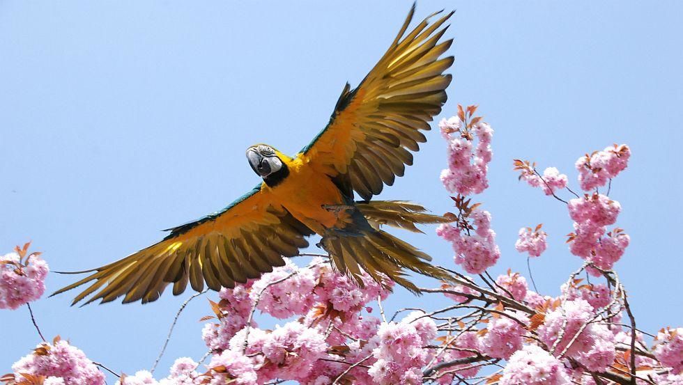 flying macaw Stralsund Zoo