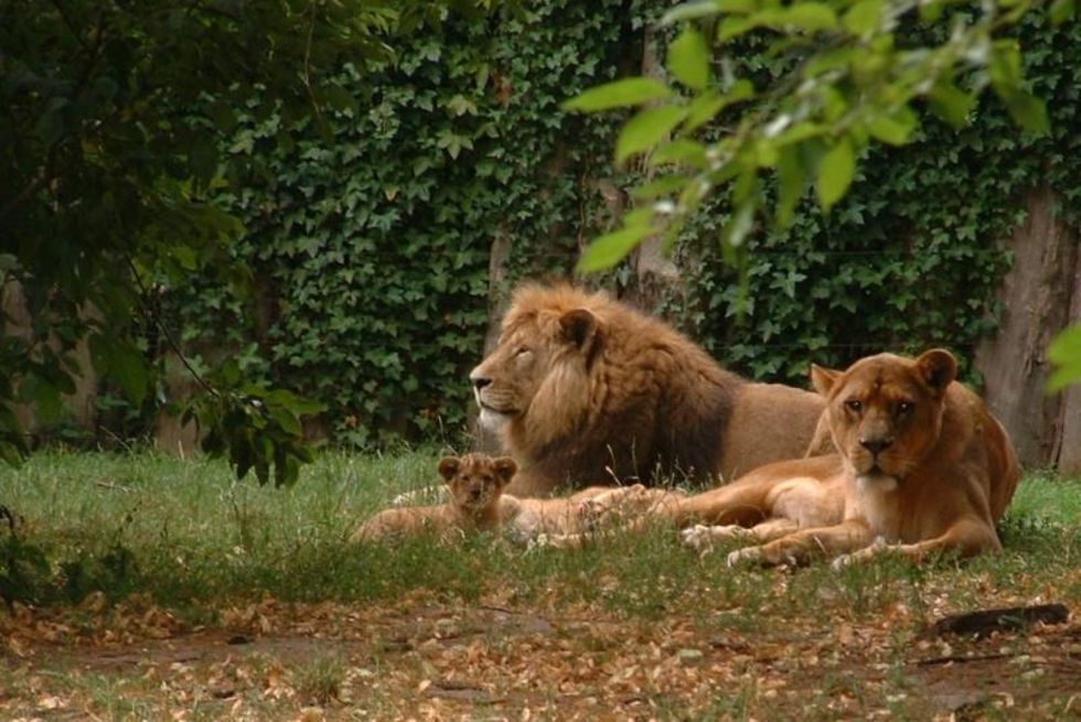 Lions at Stralsund Zoo