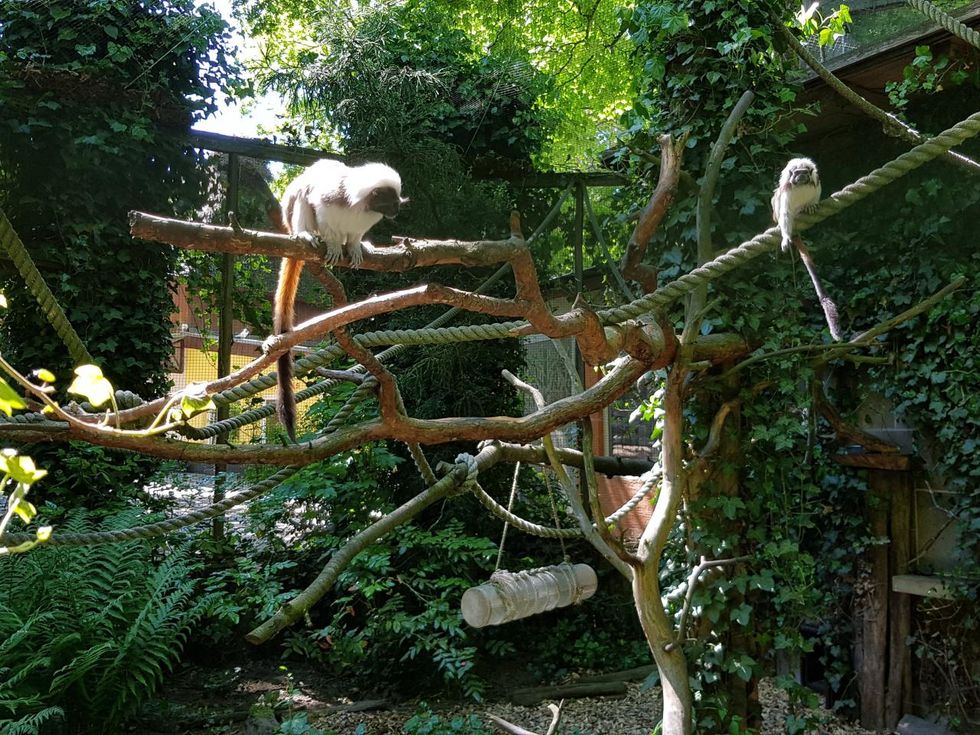Dwarf monkeys at Stralsund Zoo